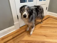 Kellly, a female Australian Shepherd for sale in Burlington, CT – Photo 9 of 10