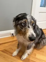 Kellly, a female Australian Shepherd for sale in Burlington, CT – Photo 3 of 10