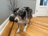 Kellly, a female Australian Shepherd for sale in Burlington, CT – Photo 2 of 10