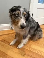 Kellly, a female Australian Shepherd for sale in Burlington, CT – Photo 4 of 10