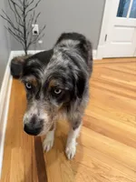 Kellly, a female Australian Shepherd for sale in Burlington, CT – Photo 8 of 10