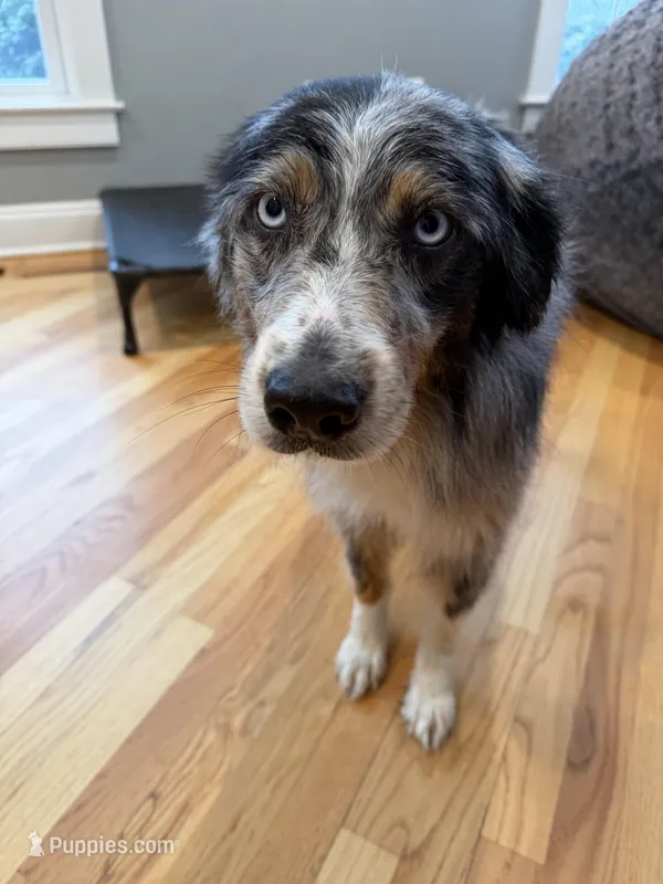 Kellly – Australian Shepherd puppy for sale in Burlington, CT