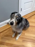 Kellly, a female Australian Shepherd for sale in Burlington, CT – Photo 6 of 10