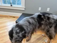 Kellly, a female Australian Shepherd for sale in Burlington, CT – Photo 10 of 10