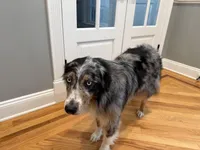 Kellly, a female Australian Shepherd for sale in Burlington, CT – Photo 7 of 10