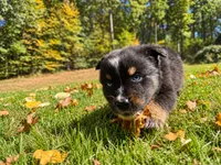 Ranger , a male Australian Shepherd for sale in Burlington, CT – 3 of 10