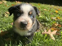 Ranger, a male Australian Shepherd for sale in Burlington, CT – 5 of 10