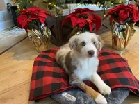 Kira, a female Australian Shepherd for sale in Burlington, CT – Photo 5 of 5