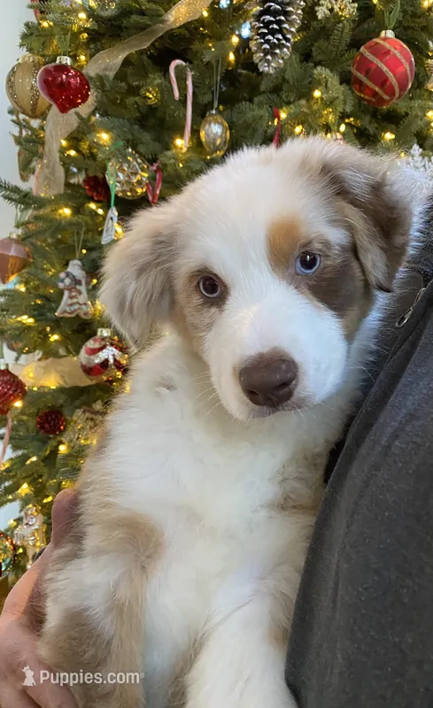 Kira, a female Australian Shepherd for sale in Burlington, CT – Photo 1 of 5