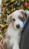 Kira, a female Australian Shepherd for sale in Burlington, CT – Photo 1 of 5