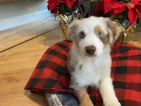 Kira, a female Australian Shepherd for sale in Burlington, CT – Photo 4 of 5