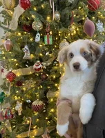 Kira, a female Australian Shepherd for sale in Burlington, CT – Photo 3 of 5