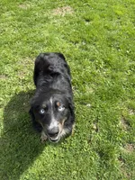 Chloe, a female Australian Shepherd for sale in Burlington, CT – 9 of 10
