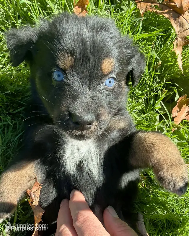Echo – Australian Shepherd puppy for sale in Burlington, CT