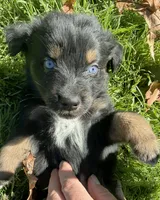 Echo, a male Australian Shepherd for sale in Burlington, CT – 5 of 10