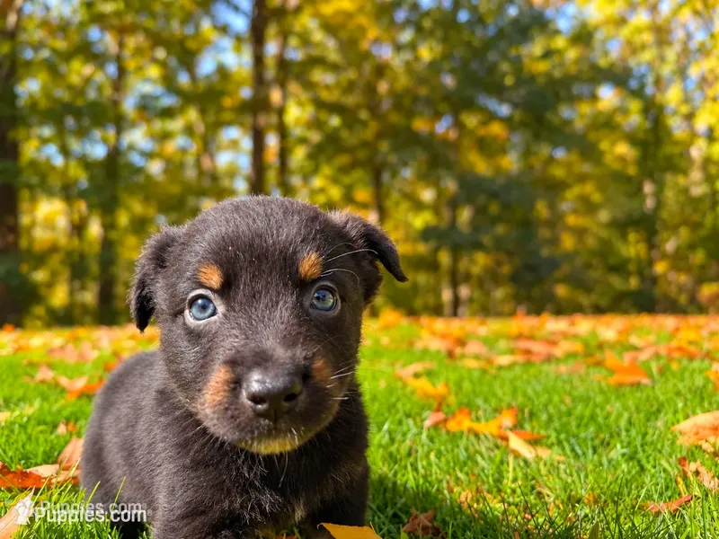 Bear – Australian Shepherd puppy for sale in Burlington, CT
