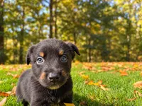 Bear, a male Australian Shepherd for sale in Burlington, CT – 3 of 10