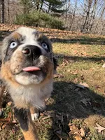 Cinder, a female Australian Shepherd for sale in Burlington, CT – Photo 1 of 10