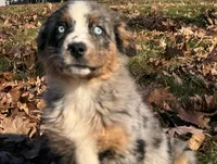 Cinder, a female Australian Shepherd for sale in Burlington, CT – Photo 4 of 10