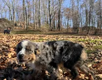 Cinder, a female Australian Shepherd for sale in Burlington, CT – Photo 5 of 10