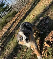 Cinder, a female Australian Shepherd for sale in Burlington, CT – Photo 2 of 10