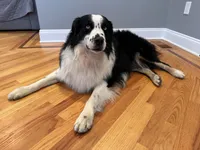 Cinder, a female Australian Shepherd for sale in Burlington, CT – Photo 10 of 10