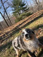 Cinder, a female Australian Shepherd for sale in Burlington, CT – Photo 3 of 10