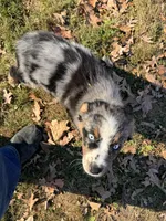 Cinder, a female Australian Shepherd for sale in Burlington, CT – Photo 6 of 10