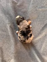 Cinder, a female Australian Shepherd for sale in Burlington, CT – Photo 7 of 10