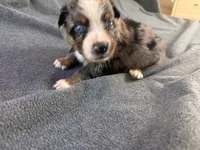 Cinder, a female Australian Shepherd for sale in Burlington, CT – Photo 8 of 10