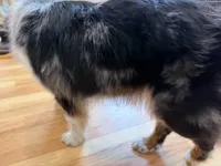 Kellly, a female Australian Shepherd for sale in Burlington, CT – 4 of 10