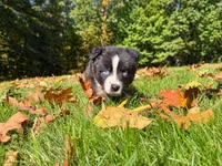 dash, a male Australian Shepherd for sale in Burlington, CT – 5 of 10
