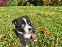dash, a male Australian Shepherd for sale in Burlington, CT – 7 of 10