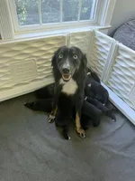 Ranger, a male Australian Shepherd for sale in Burlington, CT – 9 of 10