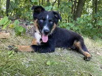 Soda, a female Australian Shepherd for sale in Burlington, CT – Photo 2 of 10