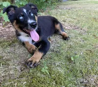 Soda, a female Australian Shepherd for sale in Burlington, CT – Photo 9 of 10