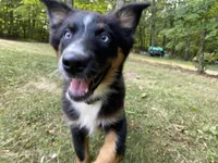 Soda, a female Australian Shepherd for sale in Burlington, CT – Photo 7 of 10