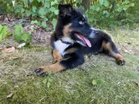 Soda, a female Australian Shepherd for sale in Burlington, CT – Photo 10 of 10
