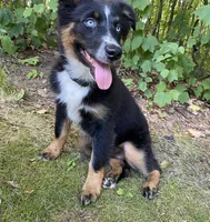 Soda, a female Australian Shepherd for sale in Burlington, CT – Photo 6 of 10