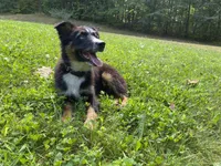 Soda, a female Australian Shepherd for sale in Burlington, CT – Photo 8 of 10