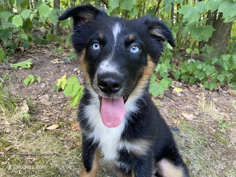 Soda, a female Australian Shepherd for sale in Burlington, CT – Photo 1 of 10