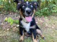 Soda, a female Australian Shepherd for sale in Burlington, CT – Photo 5 of 10