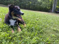 Soda, a female Australian Shepherd for sale in Burlington, CT – Photo 4 of 10