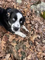 Brutus, a male Australian Shepherd for sale in Burlington, CT – Photo 1 of 10