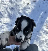 Brutus, a male Australian Shepherd for sale in Burlington, CT – Photo 6 of 10