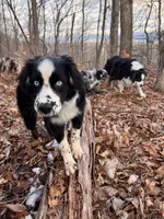 Brutus, a male Australian Shepherd for sale in Burlington, CT – Photo 9 of 10