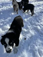 Brutus, a male Australian Shepherd for sale in Burlington, CT – Photo 4 of 10