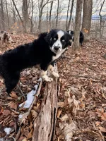 Brutus, a male Australian Shepherd for sale in Burlington, CT – Photo 10 of 10