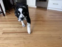 Brutus, a male Australian Shepherd for sale in Burlington, CT – Photo 3 of 10