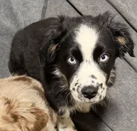 Brutus, a male Australian Shepherd for sale in Burlington, CT – Photo 2 of 10